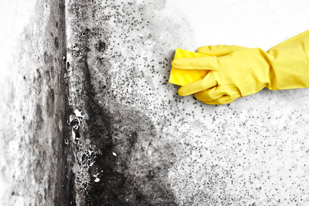 Best Best Mold Removal Companies  in New Holstein, WI