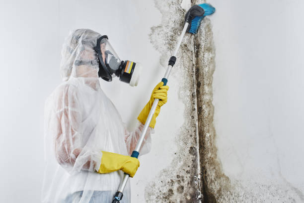 Best Mold Cleaning Services  in New Holstein, WI