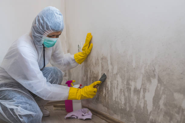 Best Mold Remediation Services  in New Holstein, WI