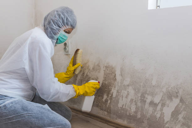 Best Residential Mold Removal  in New Holstein, WI