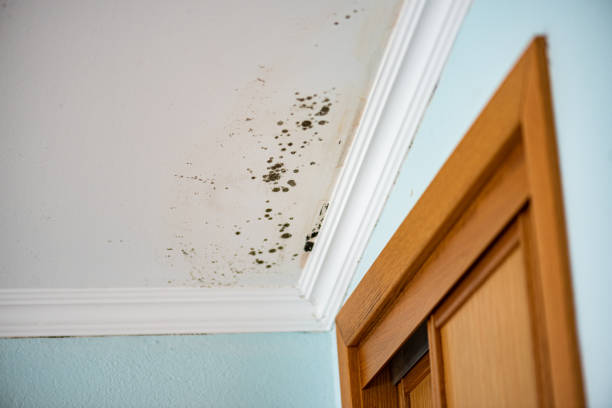 Best Mold Removal Specialists  in New Holstein, WI