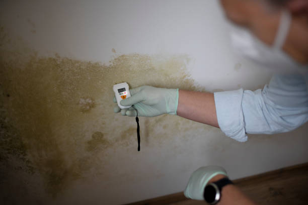 Best Professional Mold Removal  in New Holstein, WI