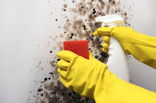 Best Mold Damage Repair  in New Holstein, WI