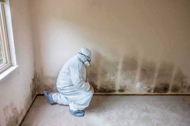 Best Mold Remediation  in New Holstein, WI