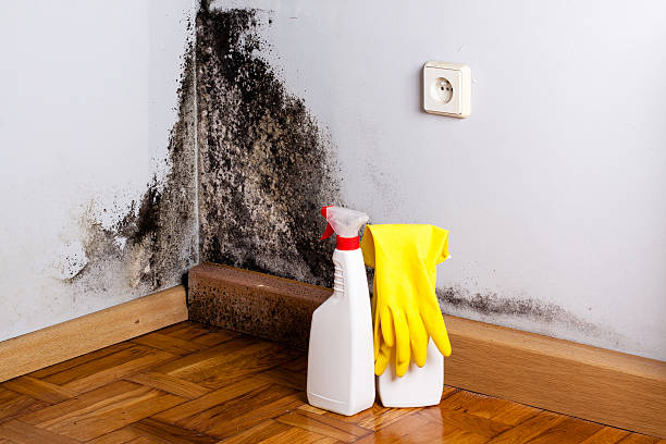Certified Mold Removal in New Holstein, WI