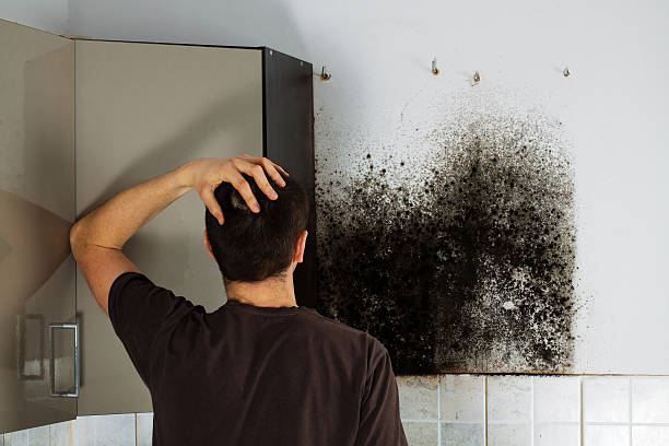 Best Commercial Mold Removal  in New Holstein, WI