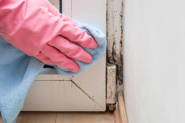 Best Certified Mold Removal  in New Holstein, WI