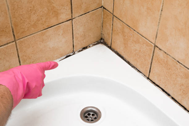 Best Professional Mold Removal  in New Holstein, WI